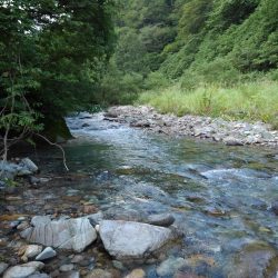 大イワナ登場！